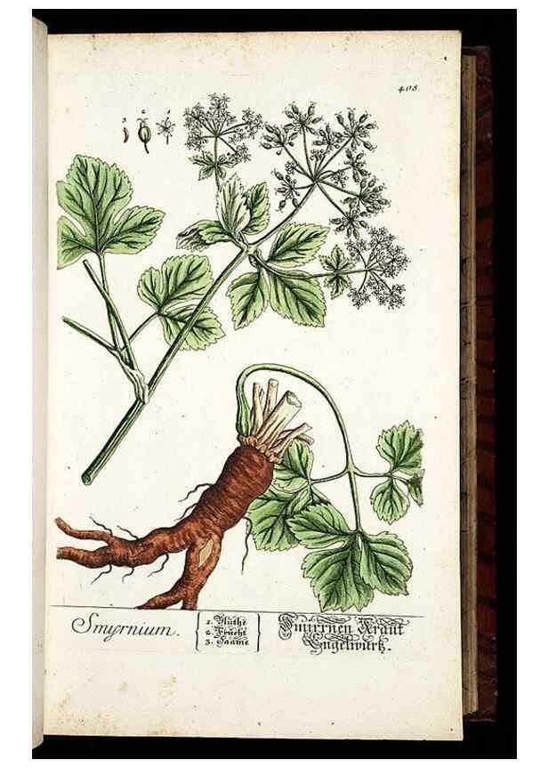 Reproducción/Reproduction 8430040806: Herbarium Blackwellianum emendatum et auctum, id est, Elisabethae Blackwell collectio stirpium. Norimbergae : Typis Io. Iosephi Fleischmanni, 1750-1773.