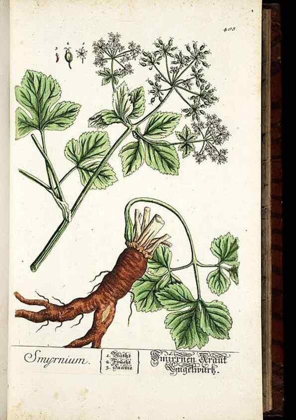 Reproducción/Reproduction 8430040806: Herbarium Blackwellianum emendatum et auctum, id est, Elisabethae Blackwell collectio stirpium. Norimbergae : Typis Io. Iosephi Fleischmanni, 1750-1773.
