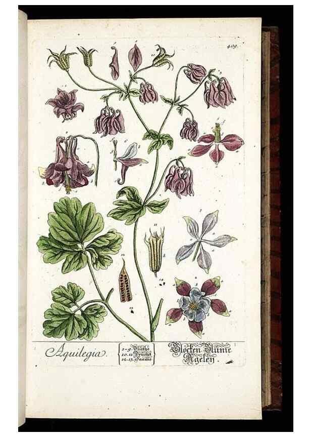Reproducción/Reproduction 8430041342: Herbarium Blackwellianum emendatum et auctum, id est, Elisabethae Blackwell collectio stirpium. Norimbergae : Typis Io. Iosephi Fleischmanni, 1750-1773.