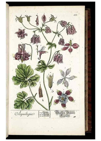Reproducción/Reproduction 8430041342: Herbarium Blackwellianum emendatum et auctum, id est, Elisabethae Blackwell collectio stirpium. Norimbergae : Typis Io. Iosephi Fleischmanni, 1750-1773.