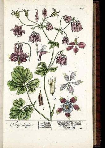 Reproducción/Reproduction 8430041342: Herbarium Blackwellianum emendatum et auctum, id est, Elisabethae Blackwell collectio stirpium. Norimbergae : Typis Io. Iosephi Fleischmanni, 1750-1773.