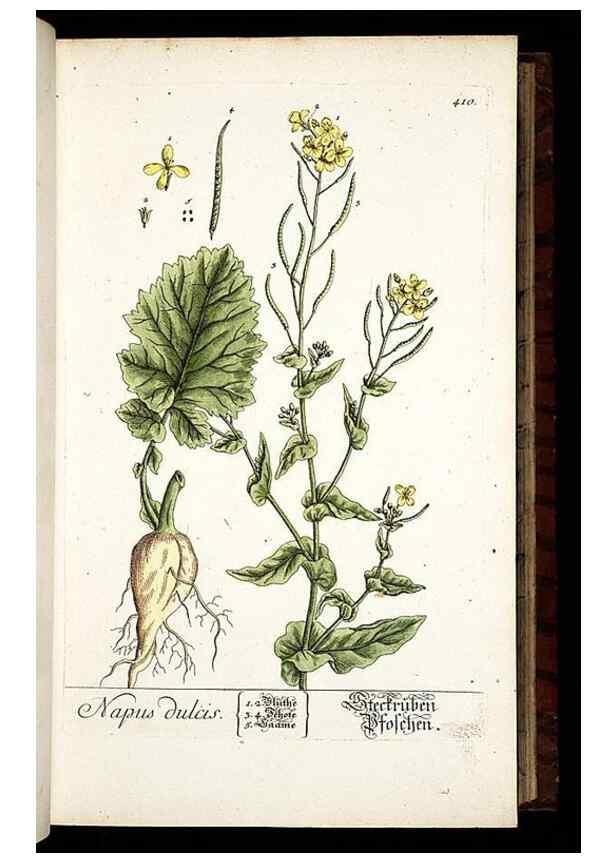 Reproducción/Reproduction 8428952931: Herbarium Blackwellianum emendatum et auctum, id est, Elisabethae Blackwell collectio stirpium. Norimbergae : Typis Io. Iosephi Fleischmanni, 1750-1773.