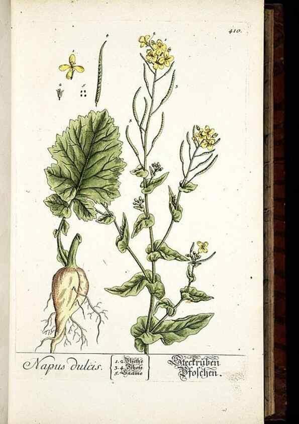 Reproducción/Reproduction 8428952931: Herbarium Blackwellianum emendatum et auctum, id est, Elisabethae Blackwell collectio stirpium. Norimbergae : Typis Io. Iosephi Fleischmanni, 1750-1773.