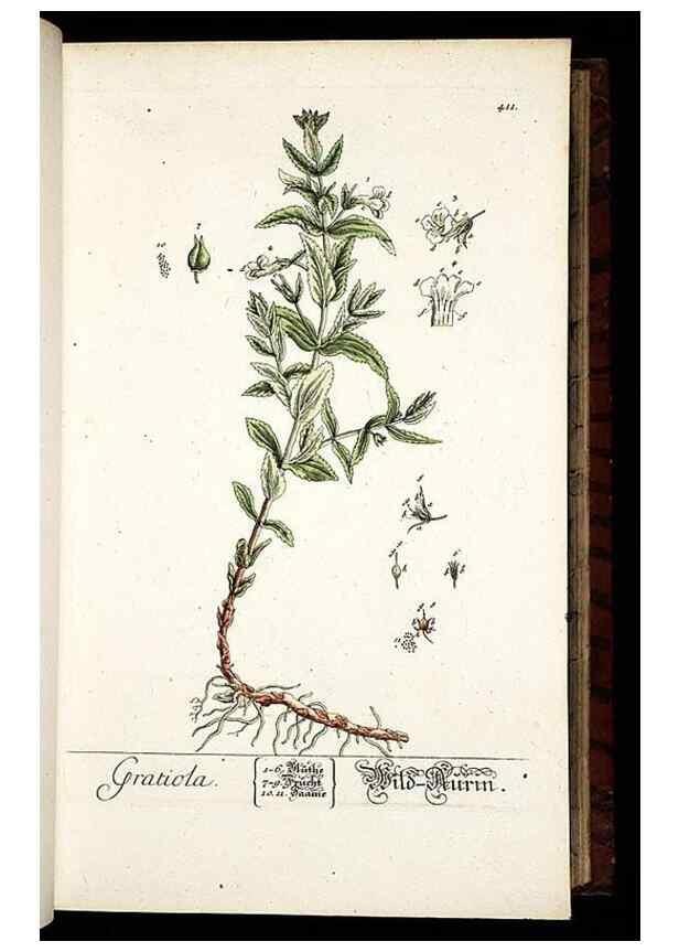 Reproducción/Reproduction 8428953163: Herbarium Blackwellianum emendatum et auctum, id est, Elisabethae Blackwell collectio stirpium. Norimbergae : Typis Io. Iosephi Fleischmanni, 1750-1773.