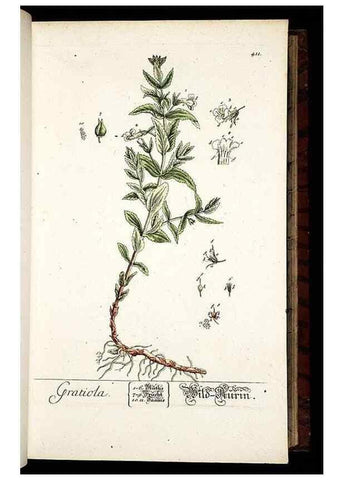Reproducción/Reproduction 8428953163: Herbarium Blackwellianum emendatum et auctum, id est, Elisabethae Blackwell collectio stirpium. Norimbergae : Typis Io. Iosephi Fleischmanni, 1750-1773.