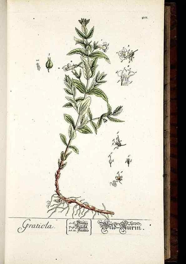 Reproducción/Reproduction 8428953163: Herbarium Blackwellianum emendatum et auctum, id est, Elisabethae Blackwell collectio stirpium. Norimbergae : Typis Io. Iosephi Fleischmanni, 1750-1773.
