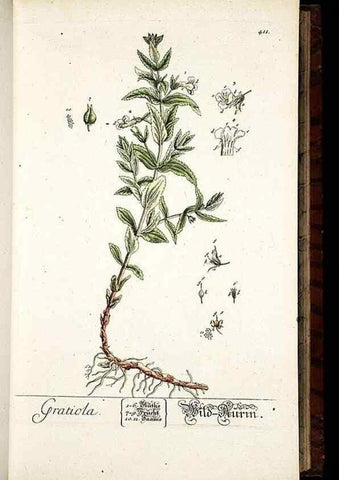 Reproducción/Reproduction 8428953163: Herbarium Blackwellianum emendatum et auctum, id est, Elisabethae Blackwell collectio stirpium. Norimbergae : Typis Io. Iosephi Fleischmanni, 1750-1773.