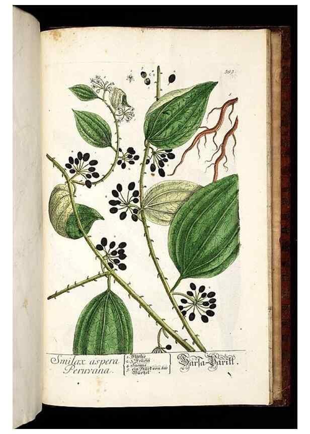 Reproducción/Reproduction 8430007254: Herbarium Blackwellianum emendatum et auctum, id est, Elisabethae Blackwell collectio stirpium. Norimbergae : Typis Io. Iosephi Fleischmanni, 1750-1773.