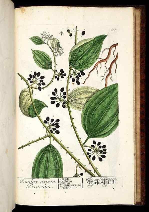 Reproducción/Reproduction 8430007254: Herbarium Blackwellianum emendatum et auctum, id est, Elisabethae Blackwell collectio stirpium. Norimbergae : Typis Io. Iosephi Fleischmanni, 1750-1773.