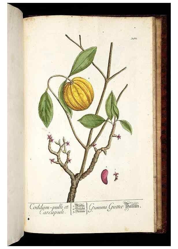 Reproducción/Reproduction 8430007110: Herbarium Blackwellianum emendatum et auctum, id est, Elisabethae Blackwell collectio stirpium. Norimbergae : Typis Io. Iosephi Fleischmanni, 1750-1773.