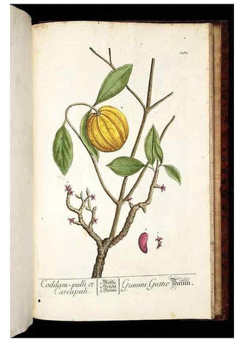Reproducción/Reproduction 8430007110: Herbarium Blackwellianum emendatum et auctum, id est, Elisabethae Blackwell collectio stirpium. Norimbergae : Typis Io. Iosephi Fleischmanni, 1750-1773.