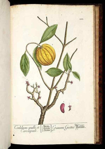 Reproducción/Reproduction 8430007110: Herbarium Blackwellianum emendatum et auctum, id est, Elisabethae Blackwell collectio stirpium. Norimbergae : Typis Io. Iosephi Fleischmanni, 1750-1773.
