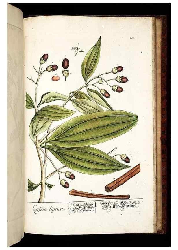 Reproducción/Reproduction 8430007008: Herbarium Blackwellianum emendatum et auctum, id est, Elisabethae Blackwell collectio stirpium. Norimbergae : Typis Io. Iosephi Fleischmanni, 1750-1773.