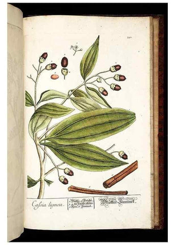 Reproducción/Reproduction 8430007008: Herbarium Blackwellianum emendatum et auctum, id est, Elisabethae Blackwell collectio stirpium. Norimbergae : Typis Io. Iosephi Fleischmanni, 1750-1773.