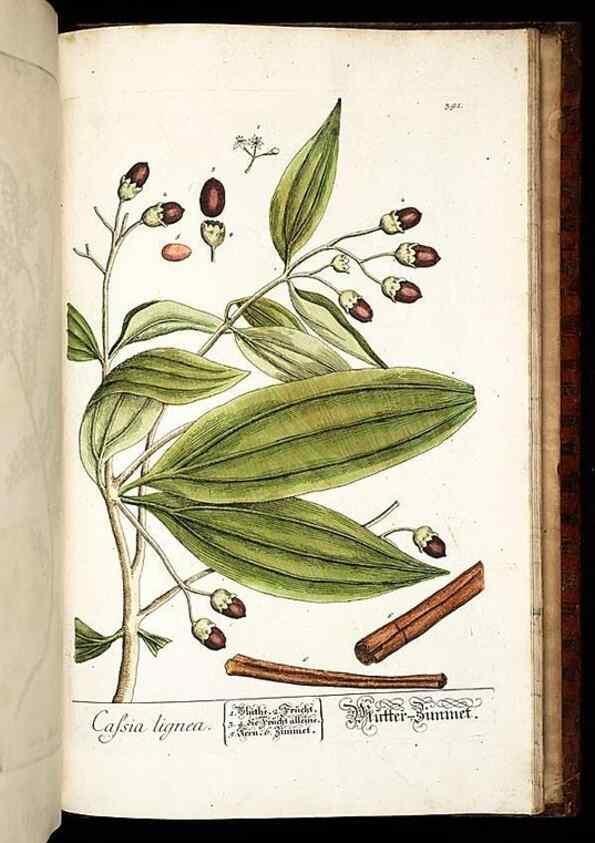 Reproducción/Reproduction 8430007008: Herbarium Blackwellianum emendatum et auctum, id est, Elisabethae Blackwell collectio stirpium. Norimbergae : Typis Io. Iosephi Fleischmanni, 1750-1773.