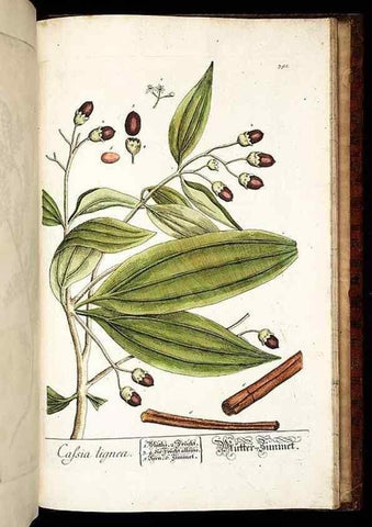Reproducción/Reproduction 8430007008: Herbarium Blackwellianum emendatum et auctum, id est, Elisabethae Blackwell collectio stirpium. Norimbergae : Typis Io. Iosephi Fleischmanni, 1750-1773.