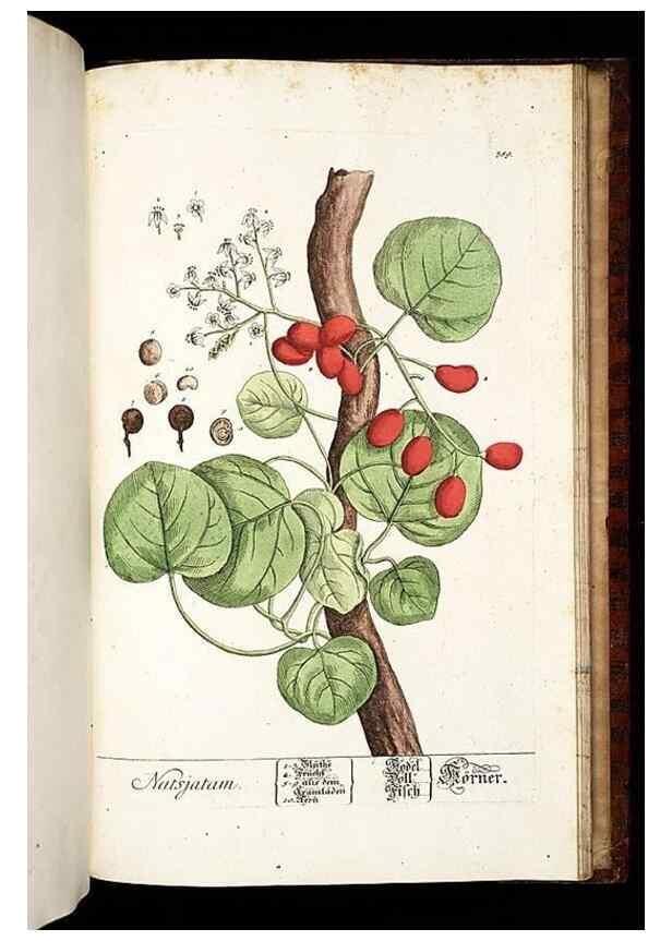 Reproducción/Reproduction 8430006440: Herbarium Blackwellianum emendatum et auctum, id est, Elisabethae Blackwell collectio stirpium. Norimbergae : Typis Io. Iosephi Fleischmanni, 1750-1773.