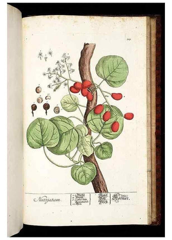 Reproducción/Reproduction 8430006440: Herbarium Blackwellianum emendatum et auctum, id est, Elisabethae Blackwell collectio stirpium. Norimbergae : Typis Io. Iosephi Fleischmanni, 1750-1773.
