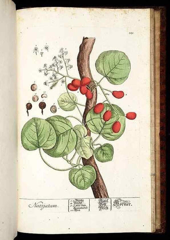 Reproducción/Reproduction 8430006440: Herbarium Blackwellianum emendatum et auctum, id est, Elisabethae Blackwell collectio stirpium. Norimbergae : Typis Io. Iosephi Fleischmanni, 1750-1773.