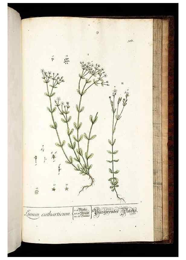 Reproducción/Reproduction 8428913831: Herbarium Blackwellianum emendatum et auctum, id est, Elisabethae Blackwell collectio stirpium. Norimbergae : Typis Io. Iosephi Fleischmanni, 1750-1773.