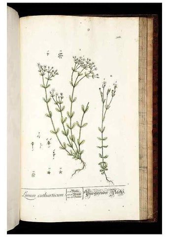 Reproducción/Reproduction 8428913831: Herbarium Blackwellianum emendatum et auctum, id est, Elisabethae Blackwell collectio stirpium. Norimbergae : Typis Io. Iosephi Fleischmanni, 1750-1773.