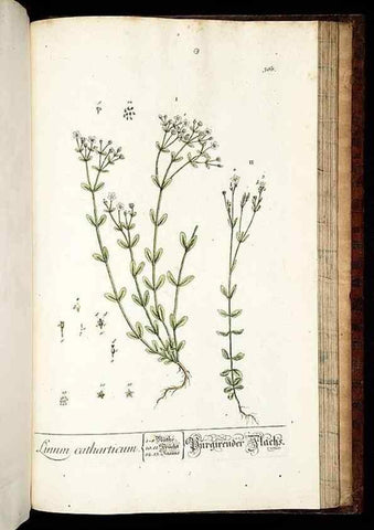 Reproducción/Reproduction 8428913831: Herbarium Blackwellianum emendatum et auctum, id est, Elisabethae Blackwell collectio stirpium. Norimbergae : Typis Io. Iosephi Fleischmanni, 1750-1773.