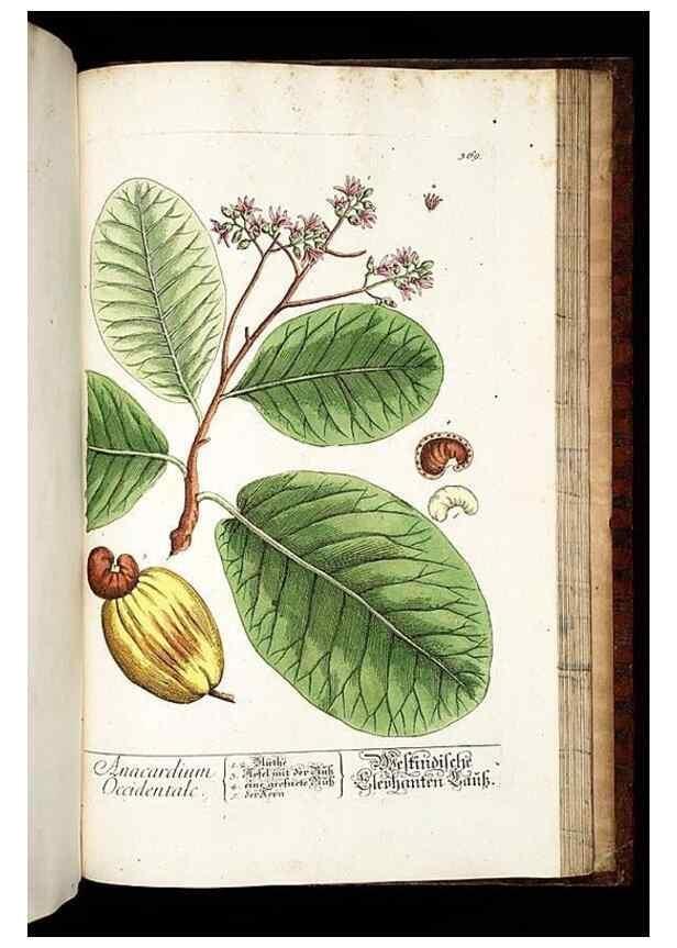 Reproducción/Reproduction 8430002572: Herbarium Blackwellianum emendatum et auctum, id est, Elisabethae Blackwell collectio stirpium. Norimbergae : Typis Io. Iosephi Fleischmanni, 1750-1773.
