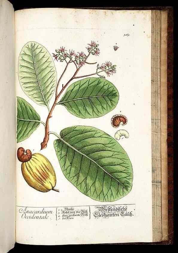 Reproducción/Reproduction 8430002572: Herbarium Blackwellianum emendatum et auctum, id est, Elisabethae Blackwell collectio stirpium. Norimbergae : Typis Io. Iosephi Fleischmanni, 1750-1773.