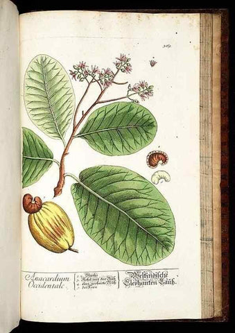 Reproducción/Reproduction 8430002572: Herbarium Blackwellianum emendatum et auctum, id est, Elisabethae Blackwell collectio stirpium. Norimbergae : Typis Io. Iosephi Fleischmanni, 1750-1773.