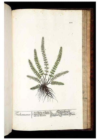 Reproducción/Reproduction 8430002826: Herbarium Blackwellianum emendatum et auctum, id est, Elisabethae Blackwell collectio stirpium. Norimbergae : Typis Io. Iosephi Fleischmanni, 1750-1773.
