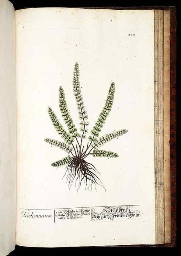 Reproducción/Reproduction 8430002826: Herbarium Blackwellianum emendatum et auctum, id est, Elisabethae Blackwell collectio stirpium. Norimbergae : Typis Io. Iosephi Fleischmanni, 1750-1773.