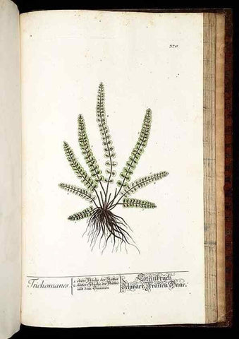Reproducción/Reproduction 8430002826: Herbarium Blackwellianum emendatum et auctum, id est, Elisabethae Blackwell collectio stirpium. Norimbergae : Typis Io. Iosephi Fleischmanni, 1750-1773.