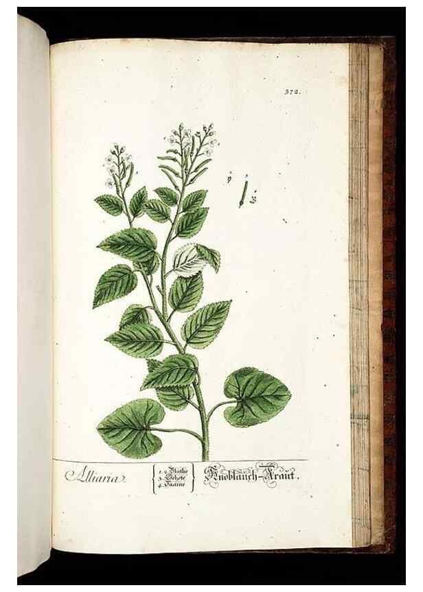 Reproducción/Reproduction 8430003066: Herbarium Blackwellianum emendatum et auctum, id est, Elisabethae Blackwell collectio stirpium. Norimbergae : Typis Io. Iosephi Fleischmanni, 1750-1773.