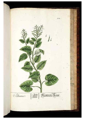 Reproducción/Reproduction 8430003066: Herbarium Blackwellianum emendatum et auctum, id est, Elisabethae Blackwell collectio stirpium. Norimbergae : Typis Io. Iosephi Fleischmanni, 1750-1773.