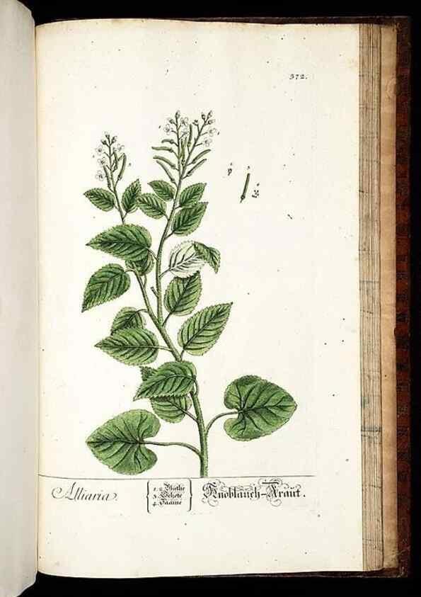 Reproducción/Reproduction 8430003066: Herbarium Blackwellianum emendatum et auctum, id est, Elisabethae Blackwell collectio stirpium. Norimbergae : Typis Io. Iosephi Fleischmanni, 1750-1773.