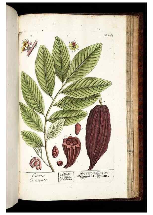 Reproducción/Reproduction 8428914721: Herbarium Blackwellianum emendatum et auctum, id est, Elisabethae Blackwell collectio stirpium. Norimbergae : Typis Io. Iosephi Fleischmanni, 1750-1773.