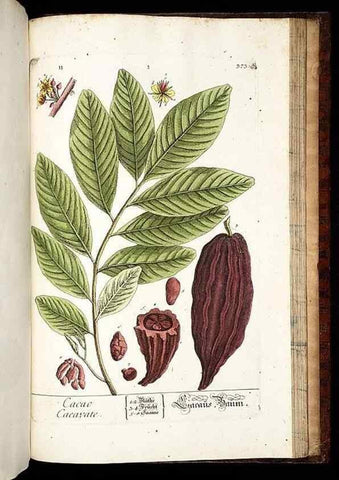 Reproducción/Reproduction 8428914721: Herbarium Blackwellianum emendatum et auctum, id est, Elisabethae Blackwell collectio stirpium. Norimbergae : Typis Io. Iosephi Fleischmanni, 1750-1773.