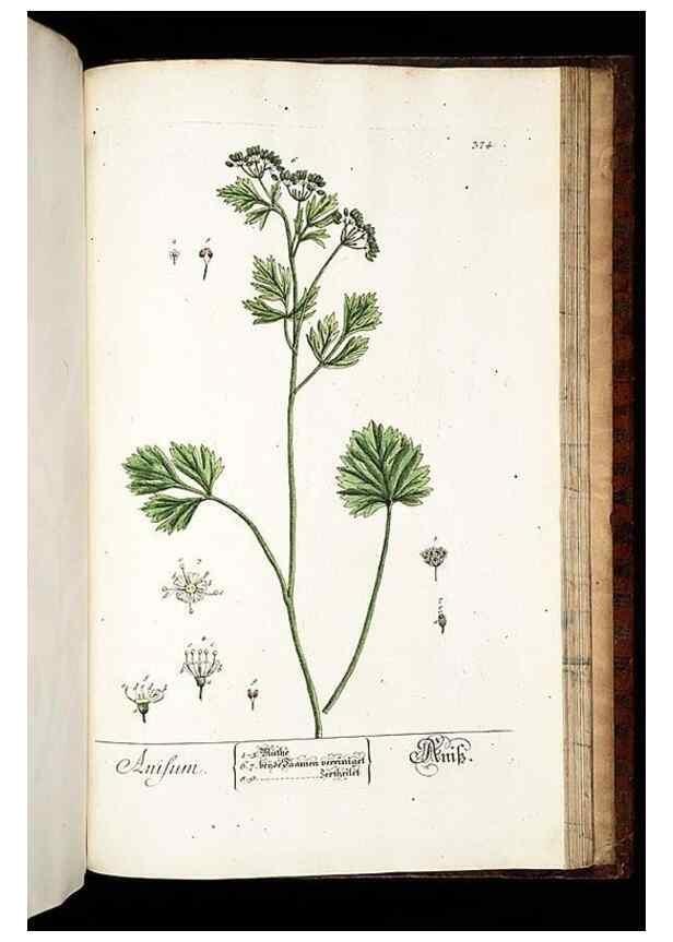 Reproducción/Reproduction 8428914947: Herbarium Blackwellianum emendatum et auctum, id est, Elisabethae Blackwell collectio stirpium. Norimbergae : Typis Io. Iosephi Fleischmanni, 1750-1773.
