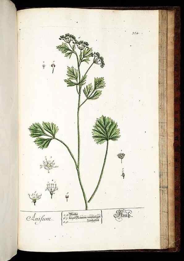 Reproducción/Reproduction 8428914947: Herbarium Blackwellianum emendatum et auctum, id est, Elisabethae Blackwell collectio stirpium. Norimbergae : Typis Io. Iosephi Fleischmanni, 1750-1773.