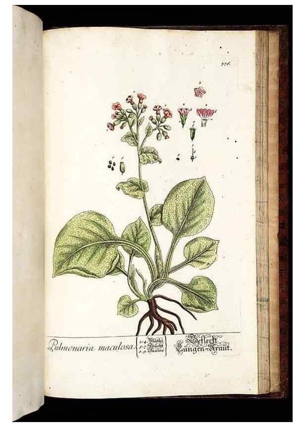 Reproducción/Reproduction 8430003836: Herbarium Blackwellianum emendatum et auctum, id est, Elisabethae Blackwell collectio stirpium. Norimbergae : Typis Io. Iosephi Fleischmanni, 1750-1773.