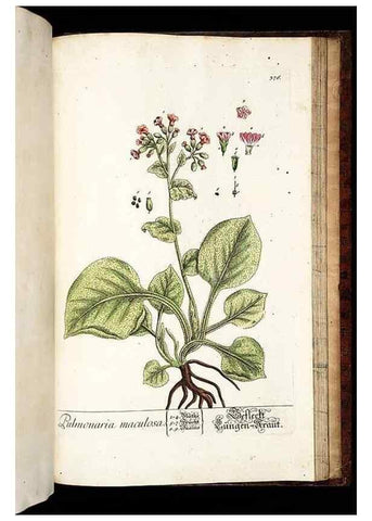 Reproducción/Reproduction 8430003836: Herbarium Blackwellianum emendatum et auctum, id est, Elisabethae Blackwell collectio stirpium. Norimbergae : Typis Io. Iosephi Fleischmanni, 1750-1773.