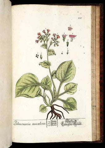 Reproducción/Reproduction 8430003836: Herbarium Blackwellianum emendatum et auctum, id est, Elisabethae Blackwell collectio stirpium. Norimbergae : Typis Io. Iosephi Fleischmanni, 1750-1773.
