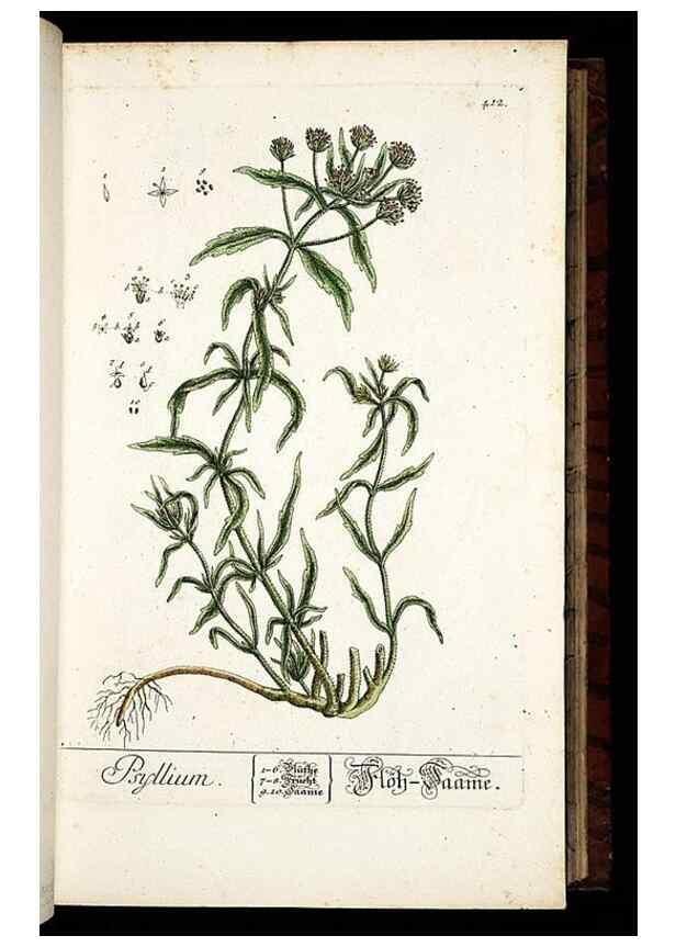 Reproducción/Reproduction 8430041826: Herbarium Blackwellianum emendatum et auctum, id est, Elisabethae Blackwell collectio stirpium. Norimbergae : Typis Io. Iosephi Fleischmanni, 1750-1773.
