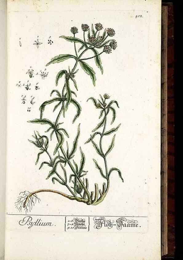 Reproducción/Reproduction 8430041826: Herbarium Blackwellianum emendatum et auctum, id est, Elisabethae Blackwell collectio stirpium. Norimbergae : Typis Io. Iosephi Fleischmanni, 1750-1773.