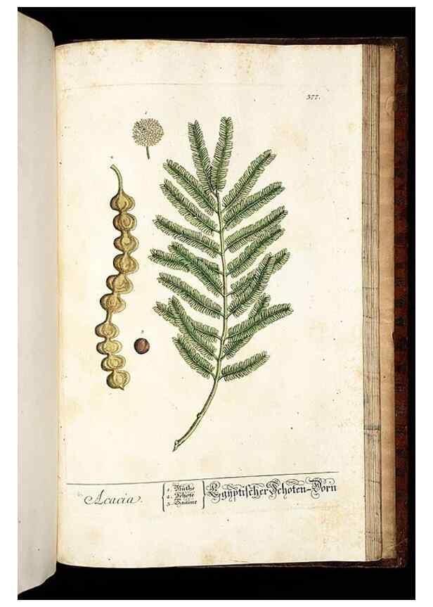 Reproducción/Reproduction 8430004178: Herbarium Blackwellianum emendatum et auctum, id est, Elisabethae Blackwell collectio stirpium. Norimbergae : Typis Io. Iosephi Fleischmanni, 1750-1773.