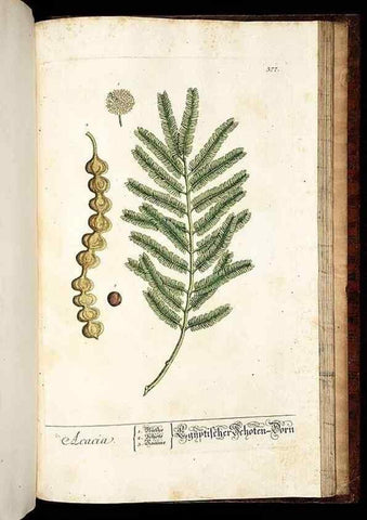 Reproducción/Reproduction 8430004178: Herbarium Blackwellianum emendatum et auctum, id est, Elisabethae Blackwell collectio stirpium. Norimbergae : Typis Io. Iosephi Fleischmanni, 1750-1773.