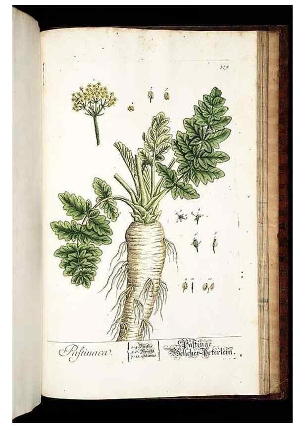 Reproducción/Reproduction 8430004508: Herbarium Blackwellianum emendatum et auctum, id est, Elisabethae Blackwell collectio stirpium. Norimbergae : Typis Io. Iosephi Fleischmanni, 1750-1773.