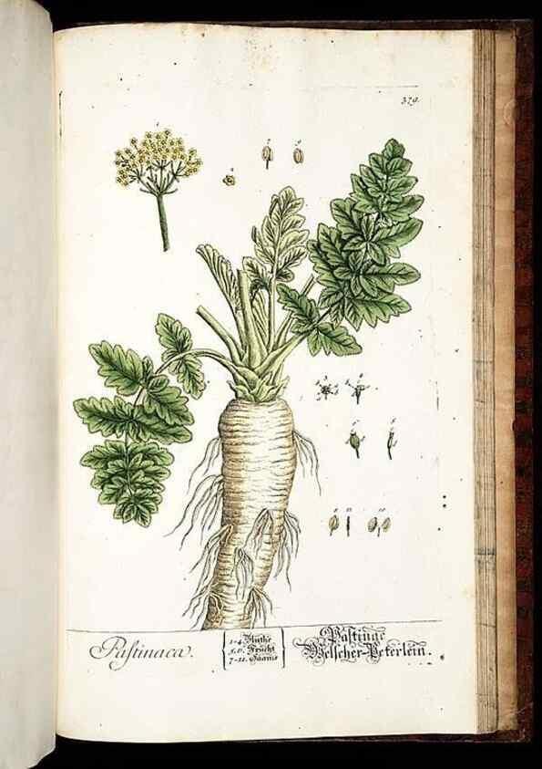 Reproducción/Reproduction 8430004508: Herbarium Blackwellianum emendatum et auctum, id est, Elisabethae Blackwell collectio stirpium. Norimbergae : Typis Io. Iosephi Fleischmanni, 1750-1773.