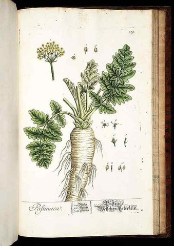 Reproducción/Reproduction 8430004508: Herbarium Blackwellianum emendatum et auctum, id est, Elisabethae Blackwell collectio stirpium. Norimbergae : Typis Io. Iosephi Fleischmanni, 1750-1773.