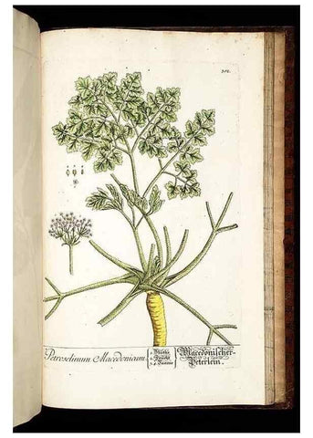 Reproducción/Reproduction 8430005002: Herbarium Blackwellianum emendatum et auctum, id est, Elisabethae Blackwell collectio stirpium. Norimbergae : Typis Io. Iosephi Fleischmanni, 1750-1773.